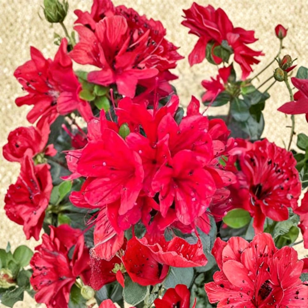 Azalea ‘Hino Sunrise’ – Semi Evergreen Shrub with Bright Orange Spring Blooms, Compact Hardy Container Plant, Rhododendron indicum