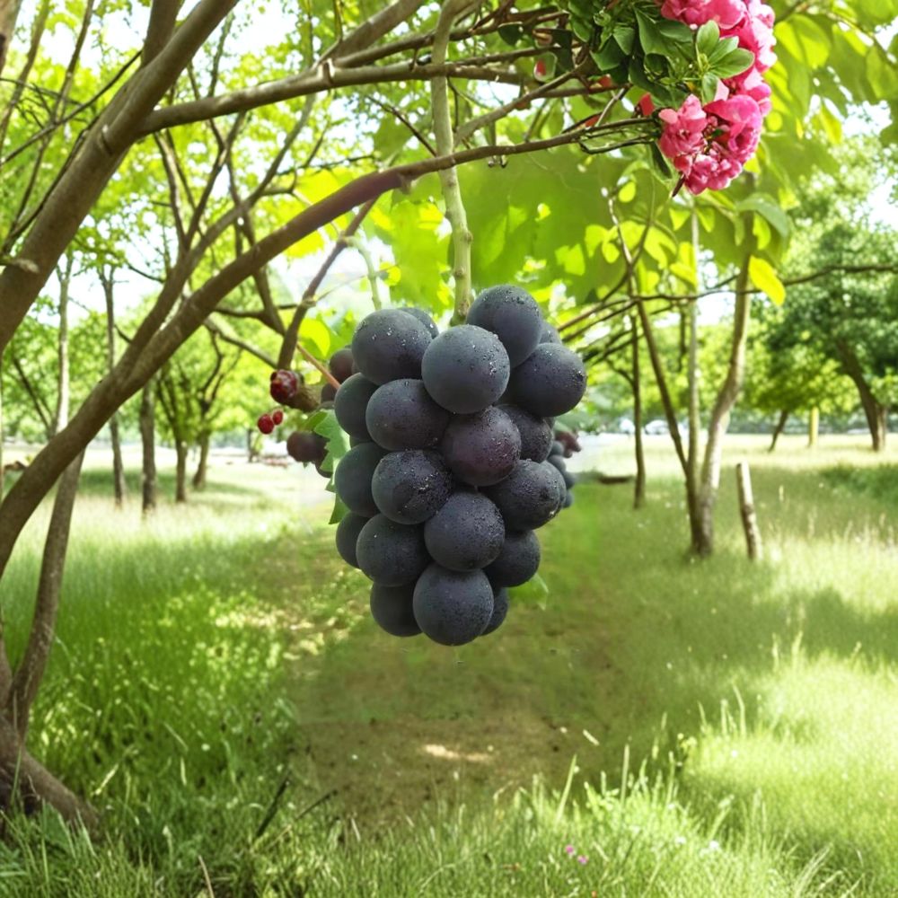 Fujiminori Grape Vine – Live Grafted Bare Root Plant | Japanese Giant Table Grape | Sweet Large Fruit Variety