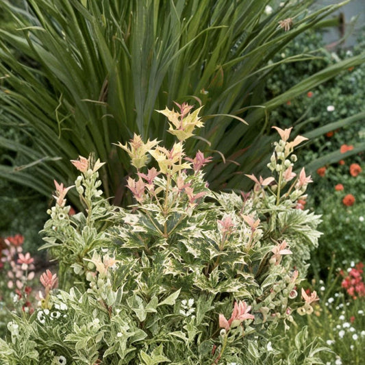 Osmanthus heterophyllus ‘Goshiki’ Live Evergreen Shrub | Variegated Five Color False Holly | Container Grown Plant