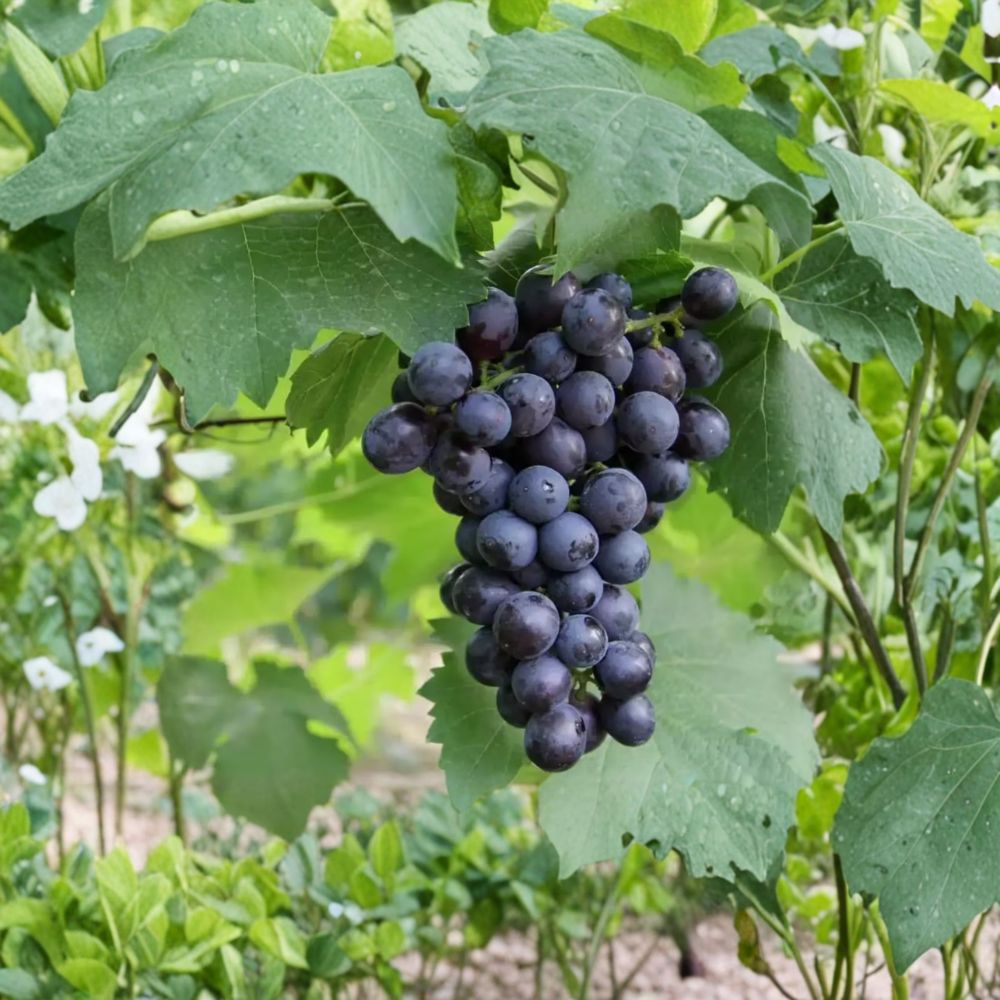 Summer Black Seedless Grape Vine – Live Bare Root Fruit Vine with Sweet Seedless Black Grapes, 16–20 Inch Vitis vinifera