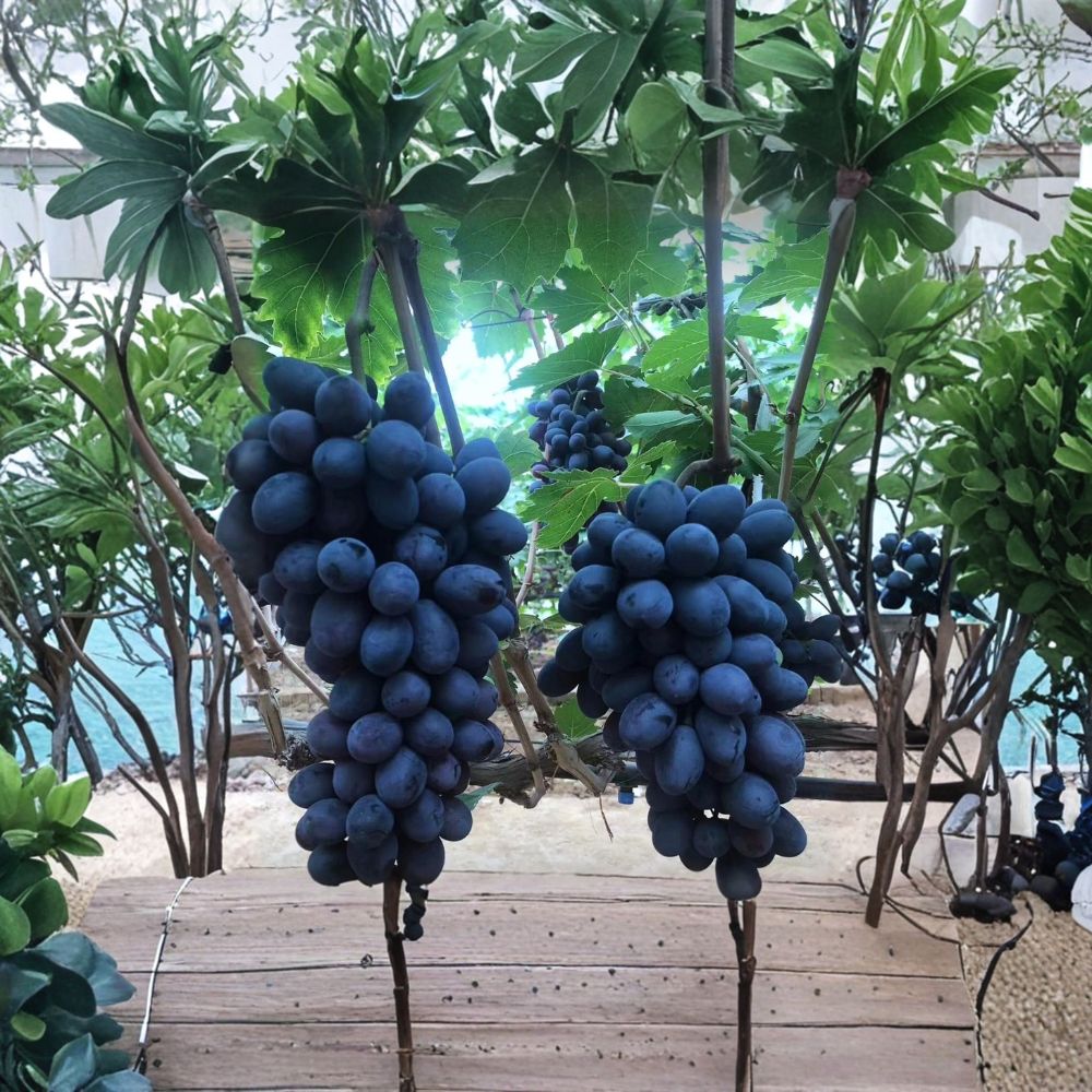 Purple Sweet Seedless Grape Vine – Live Grafted Bare Root Plant for Fresh, Crisp Table Grapes (Vitis vinifera)