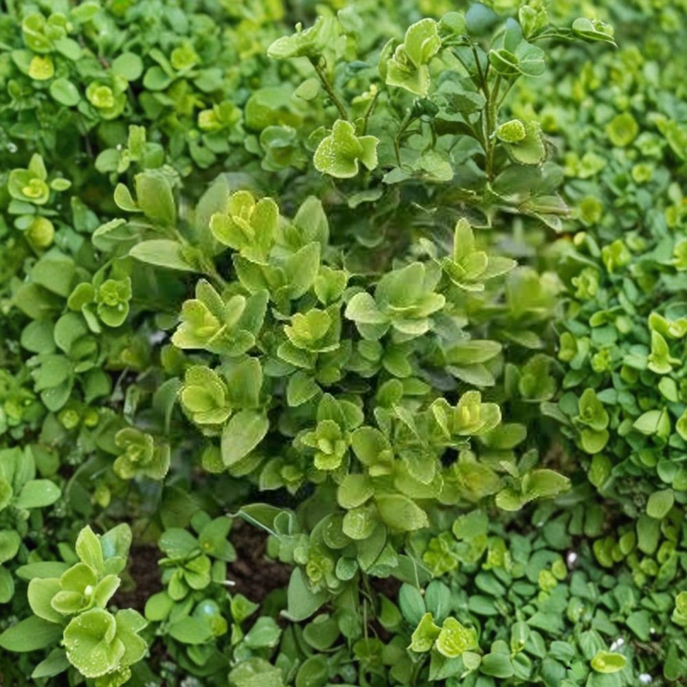 Buxus Green Velvet Live Evergreen Boxwood Shrub | Compact Hardy Hedge Plant | #2 Container Grown