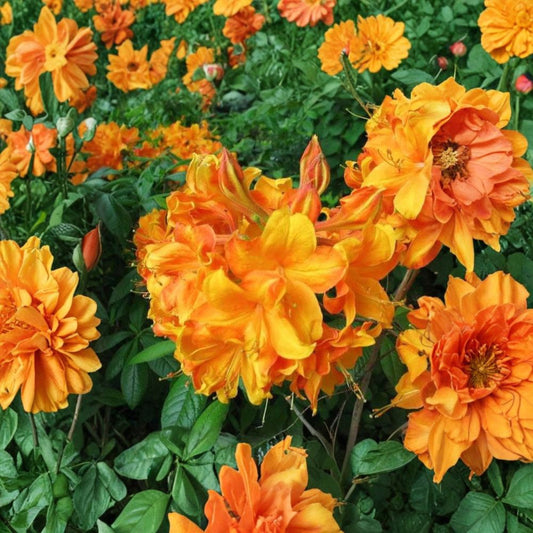 Klondyke Azalea Live Flowering Shrub 2 Gallon Pot Golden Yellow Blooms Hardy Landscape Plant Rhododendron indicum