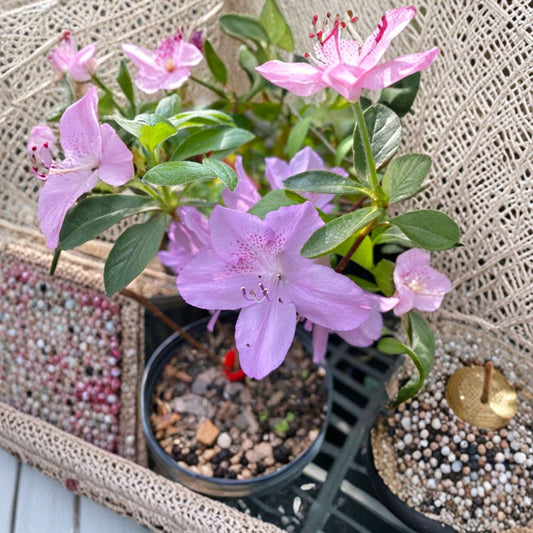 Korean Azalea Poukhanense Live Evergreen Shrub 1 Gallon Pot Cold Hardy Lavender Blooms Shade Garden Landscape Plant
