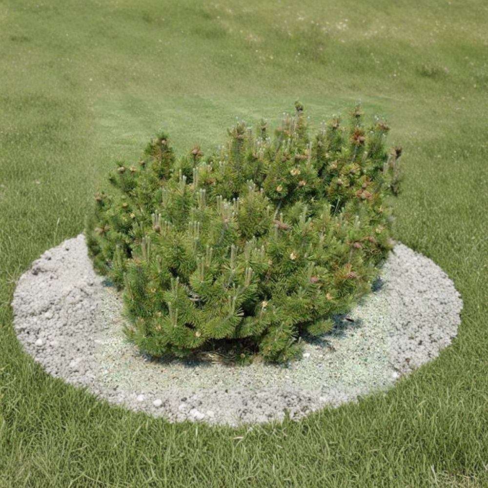 Pinus mugo ‘Pumilio’ Dwarf Mugo Pine Live Plant | Compact Evergreen Shrub | Hardy Mountain Pine in #2 Container