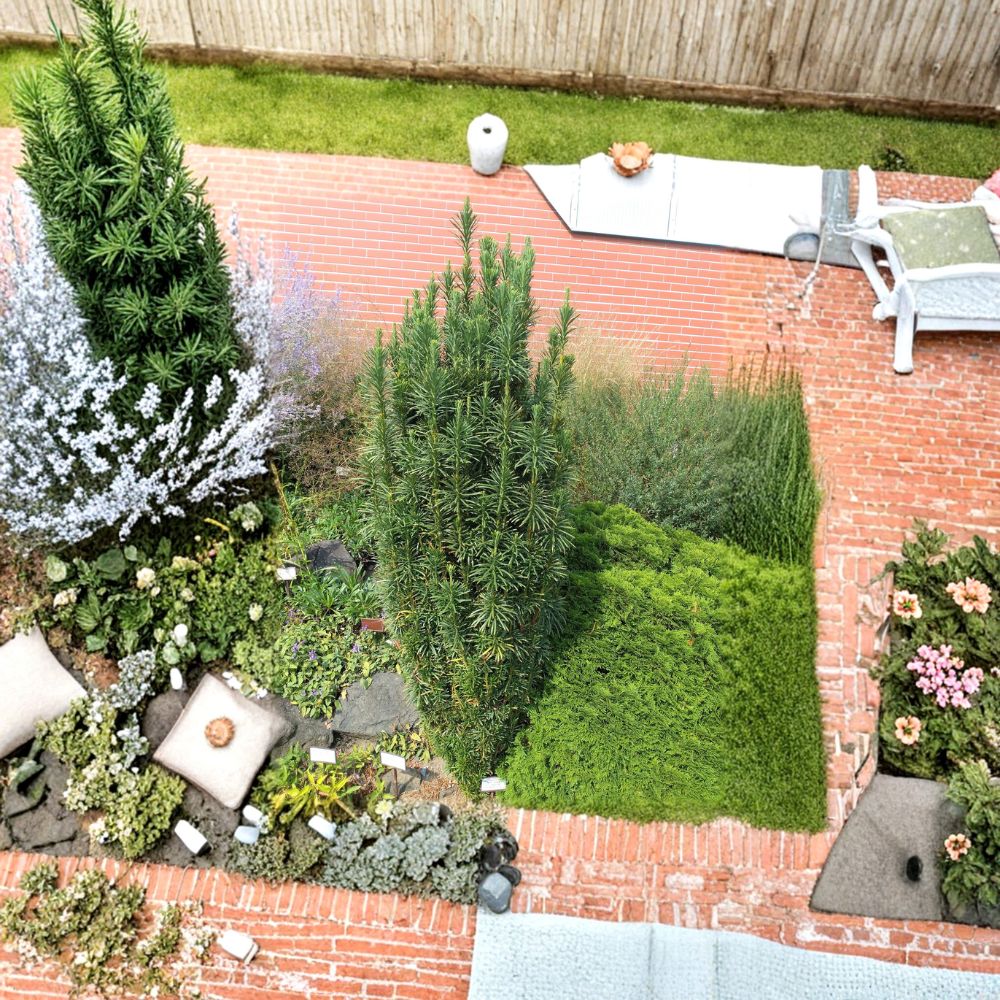 Columnar Plum Yew Fastigiata Live Evergreen Shrub 4 Inch Pot Deer Resistant Shade Tolerant Landscape Plant Cephalotaxus harringtonia