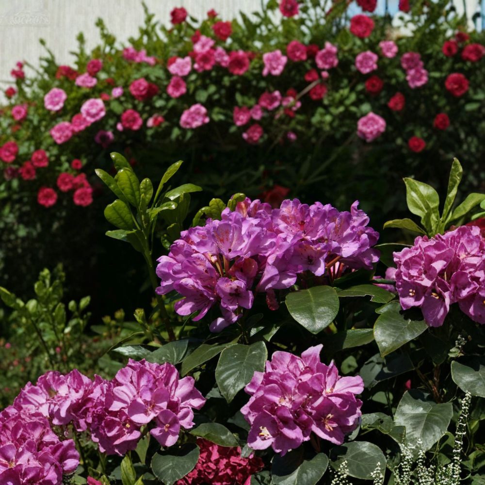 Rhododendron ‘Daphnoides’ Live Evergreen Shrub | Purple Blooming Cold Hardy Landscape Plant | #2 Container Grown