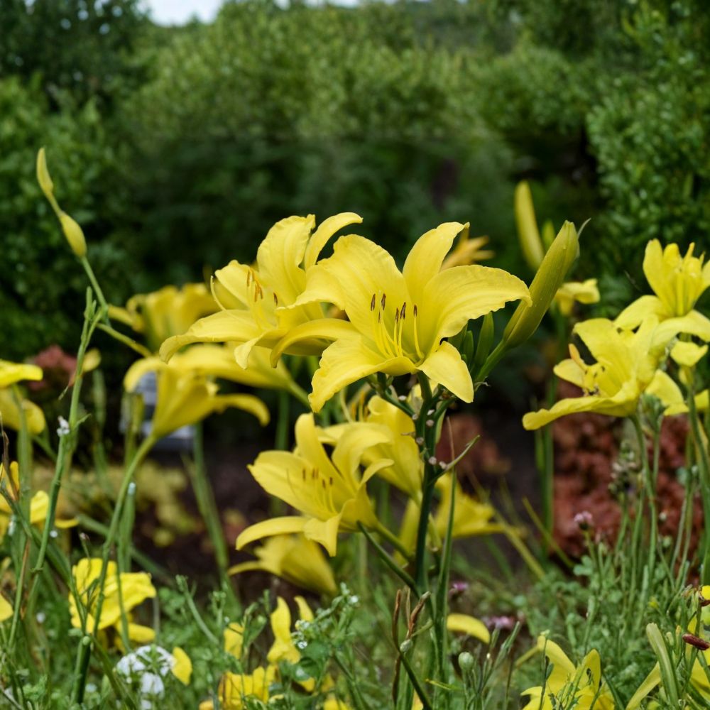 Hyperion Daylily Bare Root Plants – Fragrant Yellow Hemerocallis Hardy Perennial Flower Set of 3