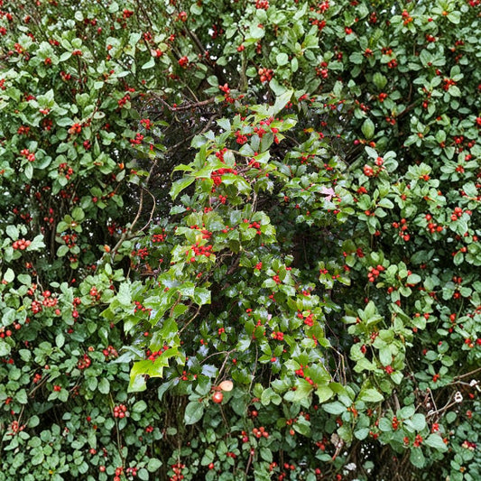 Old Heavy Berry American Holly Live Shrub | Quart Pot Ilex opaca Female with Red Berries | Cold Hardy Evergreen Landscape Plant