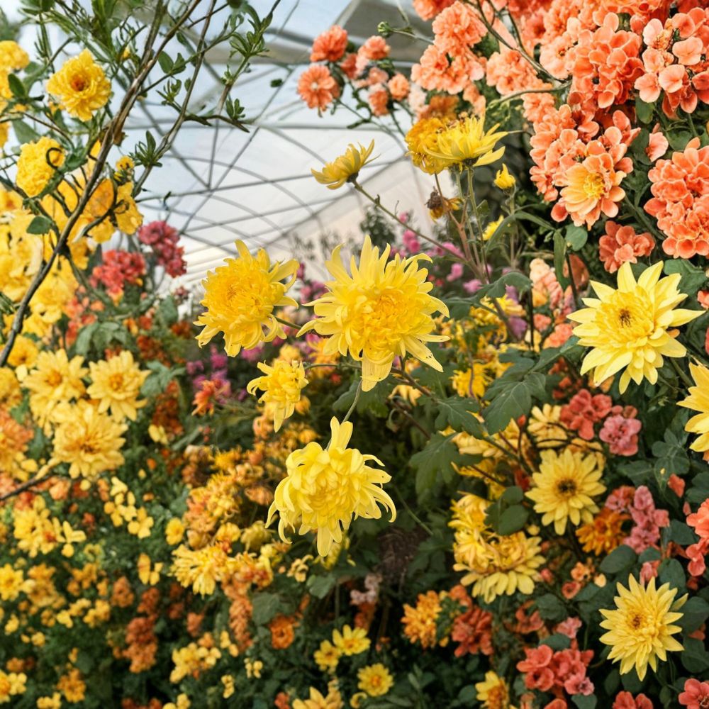 Yellow Ball Mum Plants – 2 Pack Perennial Chrysanthemum for Garden Borders, Large Bright Flowers, Full Sun, Well-Drained Soil