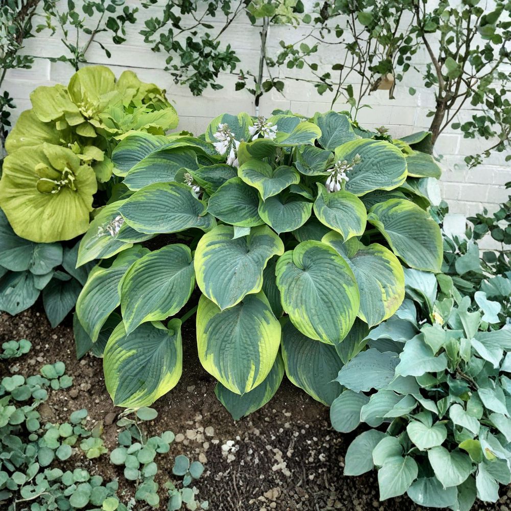 Terms of Endearment Hosta – Live Bare Root Starter Plant – Blue Green Variegated Shade Perennial – Large Foliage Hosta