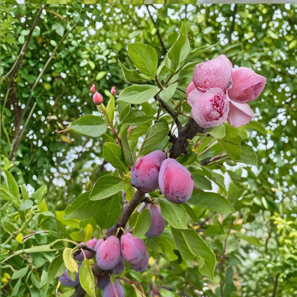 French Improved Prune Tree – Live Fruit Tree in Nursery Pot, Self-Fertile European Plum (Prunus domestica)