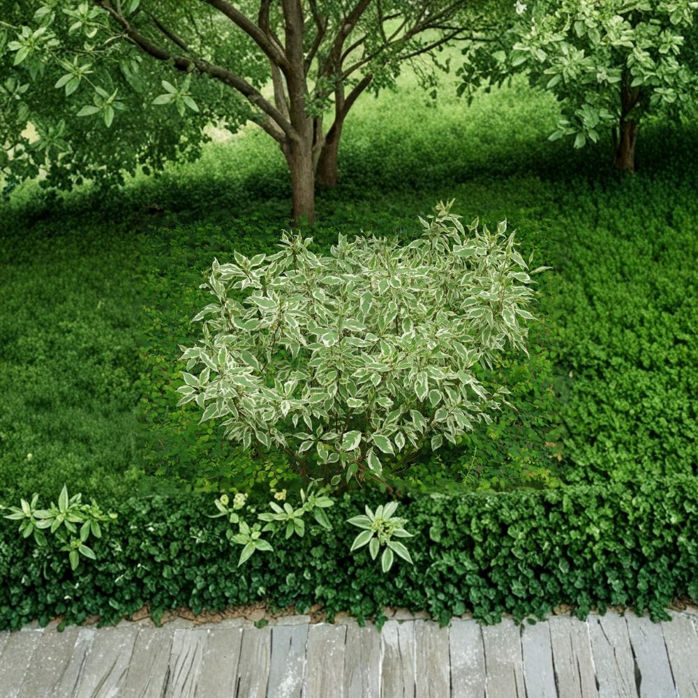 Elegantissima Red Twig Dogwood Live Shrub – Variegated Cornus alba with Red Winter Stems, 4 Inch Pot, Hardy Landscape Plant