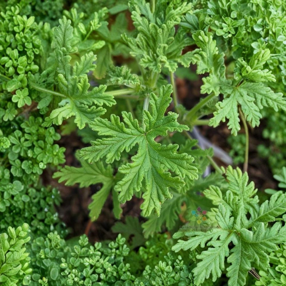Citrosa Geranium Seeds – Mosquito Plant Pelargonium | Lemon Scented Foliage | Garden & Patio Friendly | Easy to Grow | Over 25 Seeds