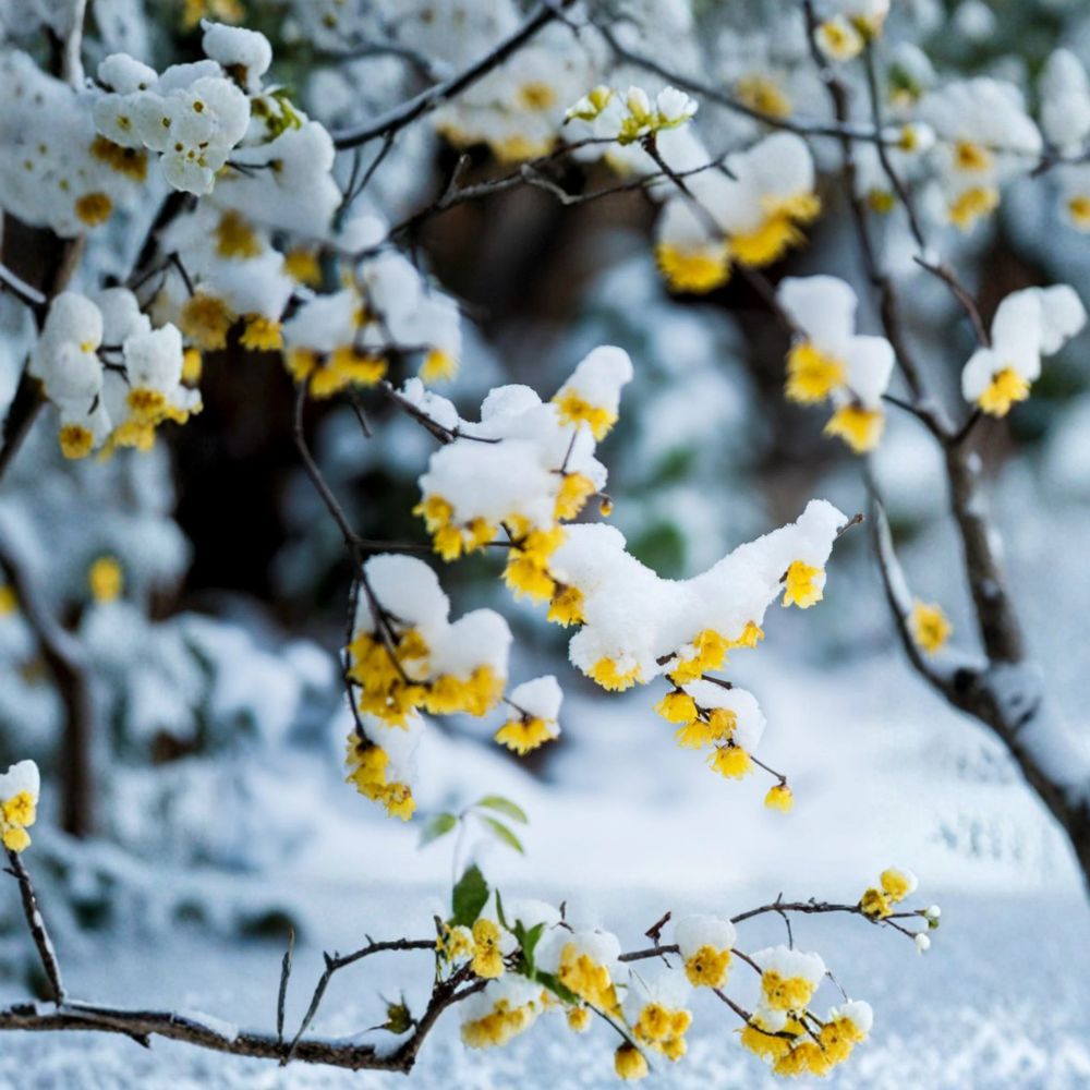 Wintersweet Tree Live Plant in Nursery Pot | Fragrant Chimonanthus praecox Shrub | Winter Blooming Japanese Allspice | Ice Flower