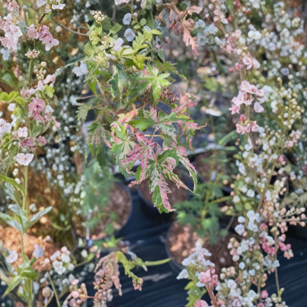 Acer palmatum ‘Uzen Nishiki’ – Rare Variegated Japanese Maple Live Tree – Pink White Purple Foliage – 30–40 Inches Tall – Collector Maple Plant