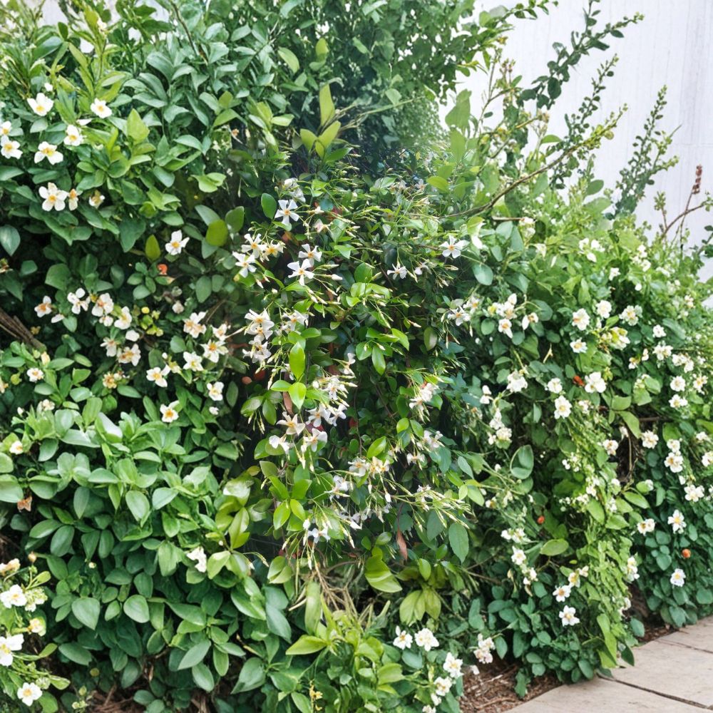 Asian Star Jasmine Live Plants – Trachelospermum asiaticum Vines, Fragrant Evergreen Ground Cover or Climbing Vine, Lot of 10