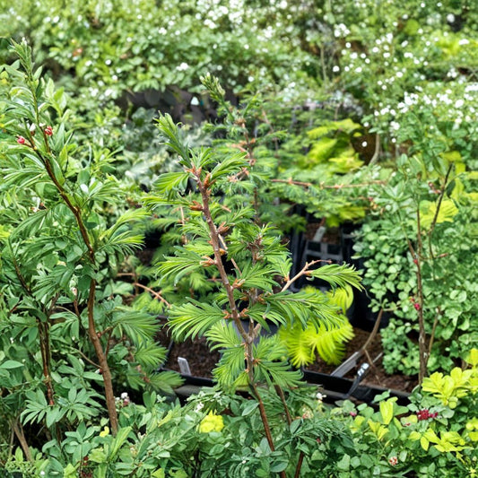Hamlet’s Broom Dawn Redwood Live Grafted Conifer Tree | Dwarf Landscape Tree | Metasequoia glyptostroboides