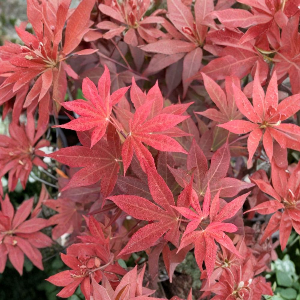 Acer palmatum ‘Red Baron’ Live Japanese Maple Tree – Upright Red Ornamental Tree for Garden & Container