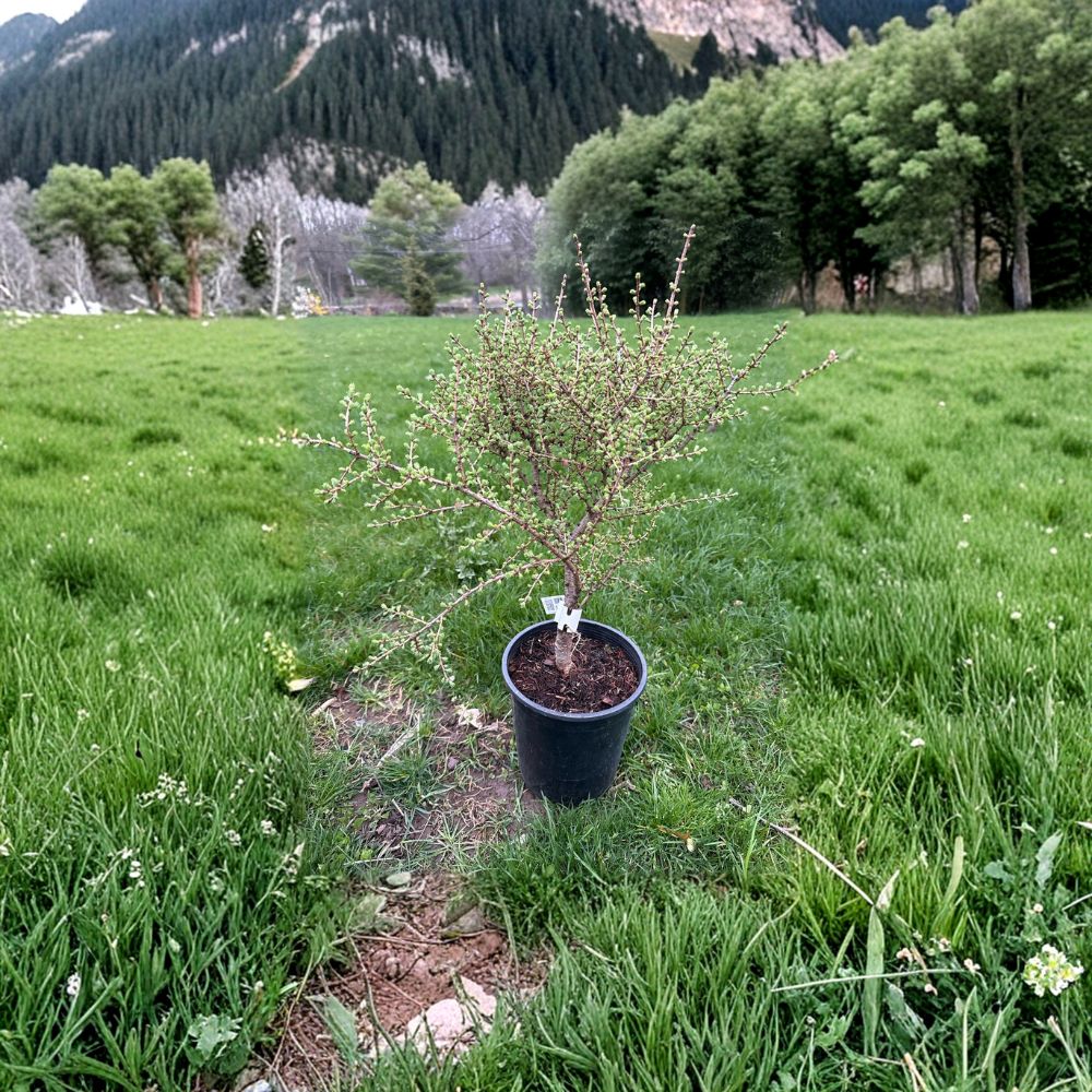 Blue Sparkler American Larch Live Deciduous Conifer 1 Gallon Pot | Larix laricina Compact Landscape Tree