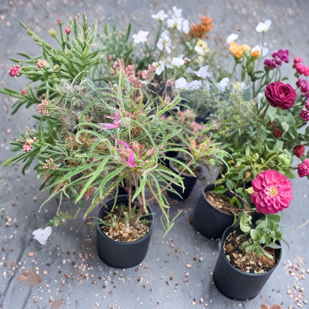 Spider Azalea Live Evergreen Shrub | Rhododendron stenopetalum | Pink Spider Bloom | #2 Container Grown Plant