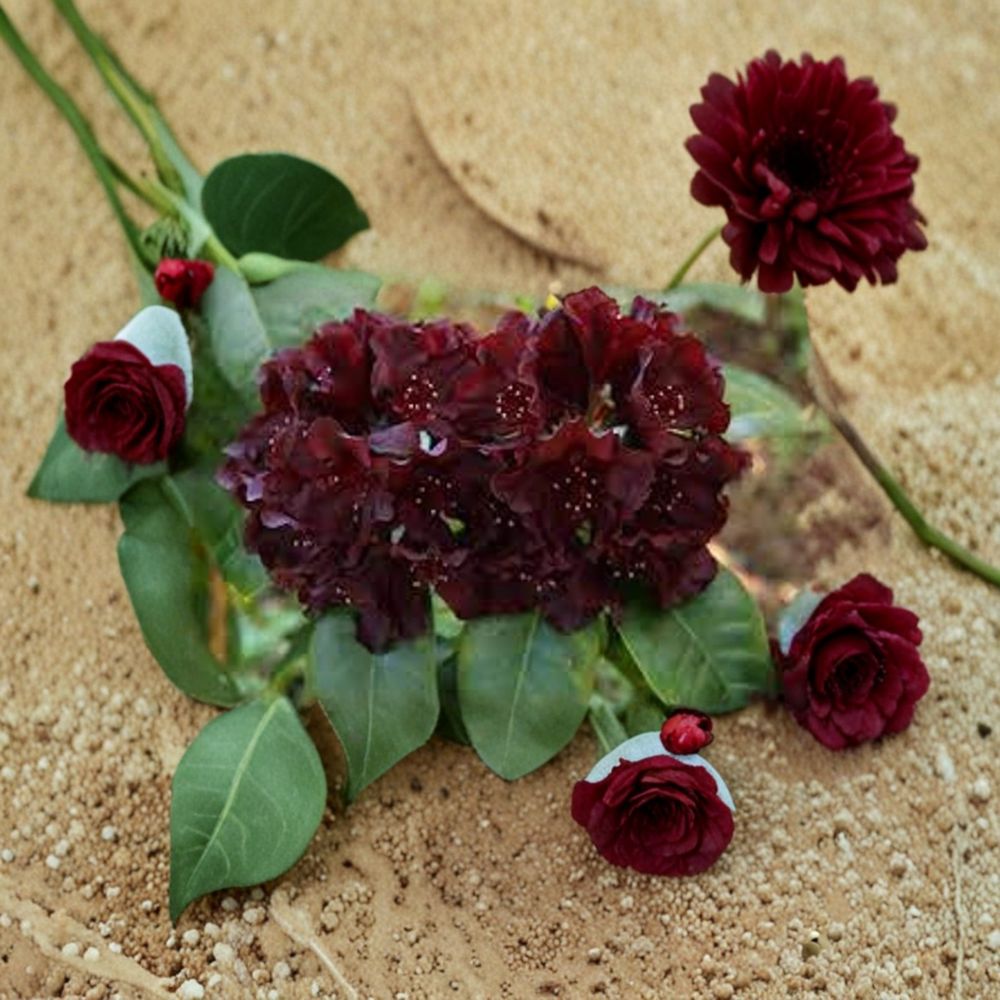 Rhododendron ‘Black Widow’ Live Evergreen Shrub | Dark Red Almost Black Blooms | Hardy Flowering Plant | #2 Container Grown