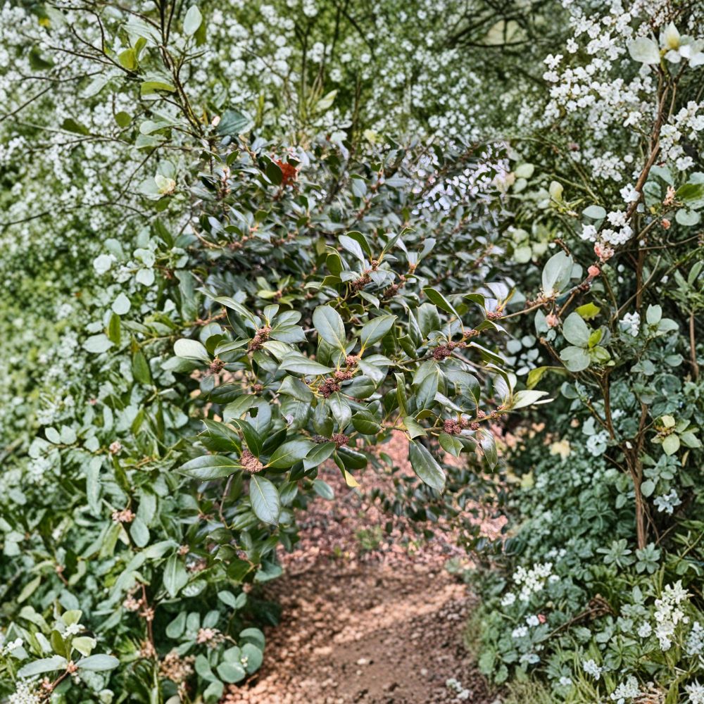 Edward J. Stevens Holly – Live Male Evergreen Shrub Quart Pot Plant for Landscape Privacy and Pollination Ilex × attenuata
