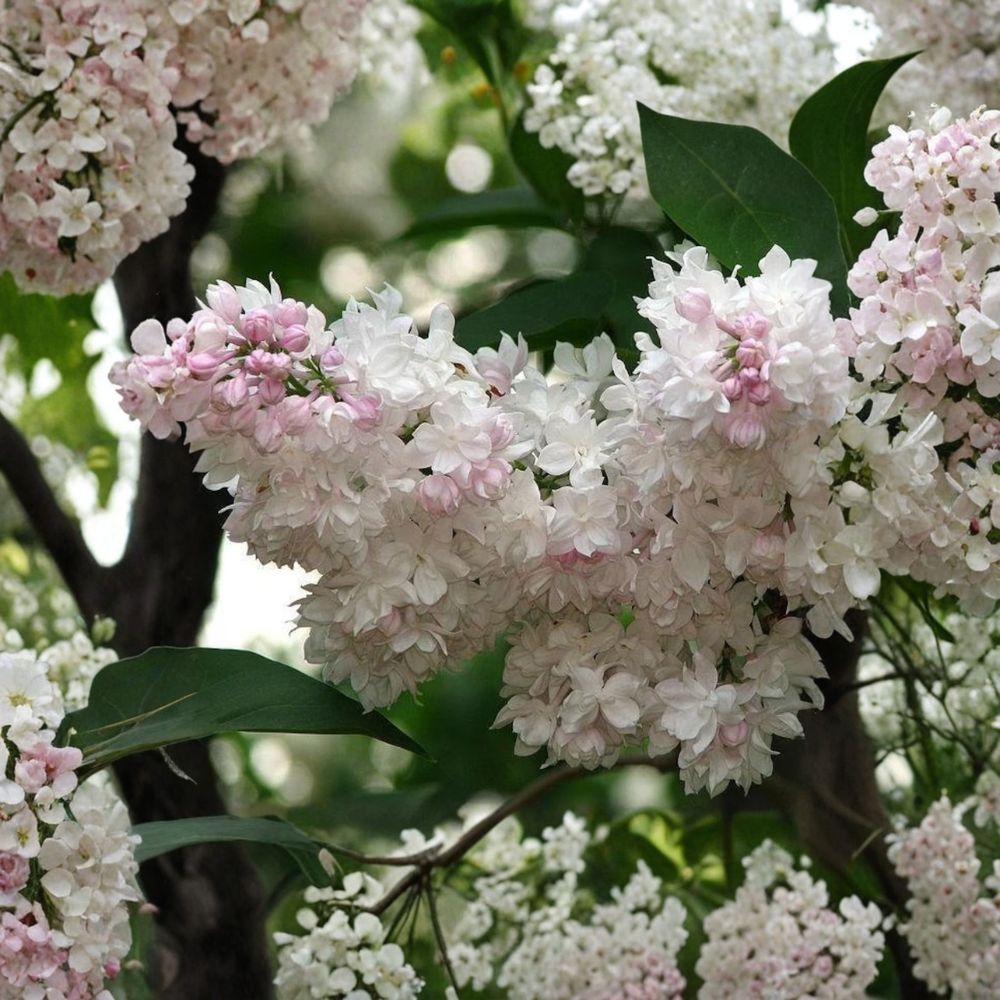 Beauty of Moscow Lilac Live Shrub 4-Inch Pot Syringa vulgaris ‘Krasavitsa Moskvy’ Double White Pink Blooms