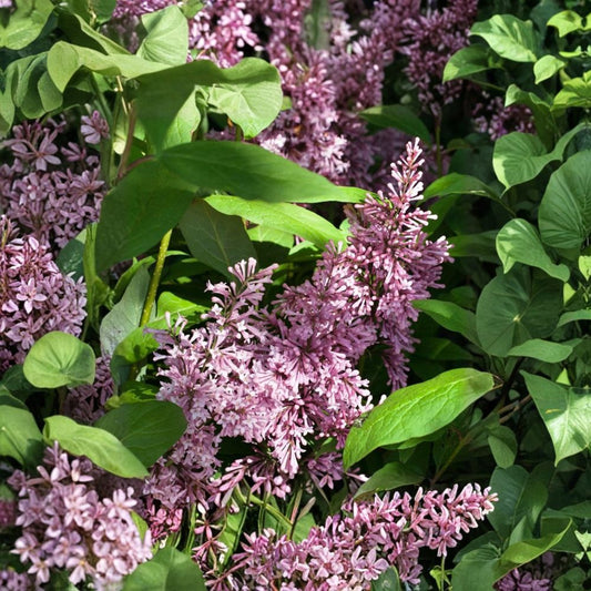 James Macfarlane Lilac Live Shrub 2 Gallon Pot Purple Preston with White Margins Fragrant Spring Blooms