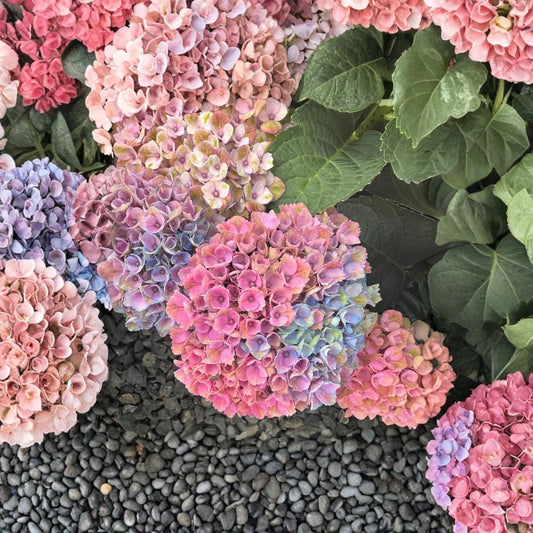 Hydrangea macrophylla ‘Magical Revolution’ Live Shrub | Color Changing Mophead Blooms | Compact Flowering Plant | #3 Container Grown
