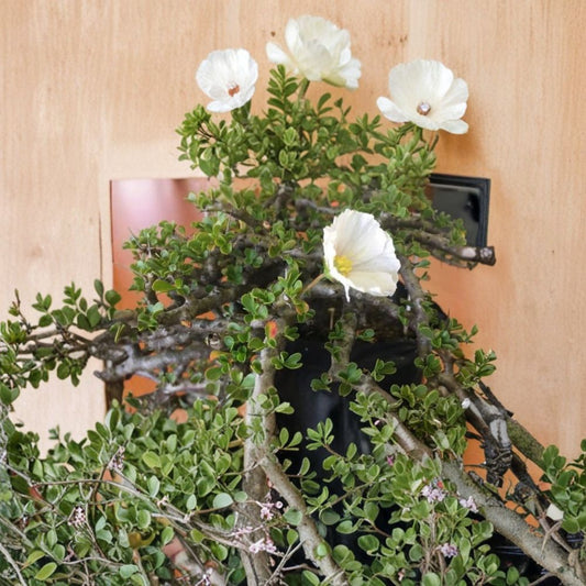 Monsonia vanderietiae Seeds – Rare Succulent Seeds with White Pink Flowers, Caudex Geranium Relative, Easy to Grow, Exotic Plant Collection