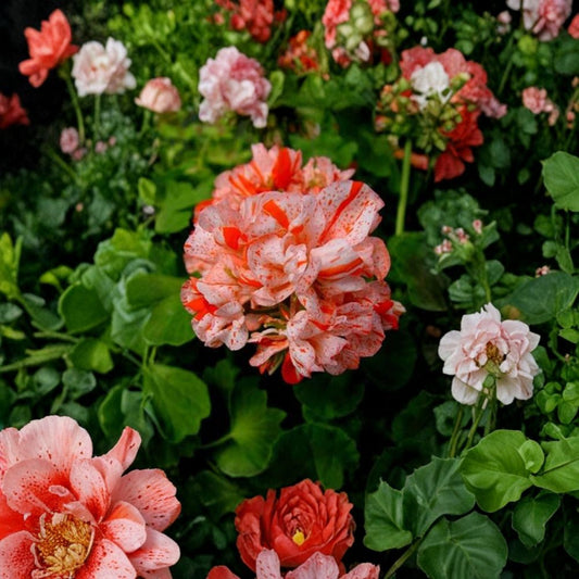 Orange & White Geranium Seeds – 10 Pack | Pelargonium Bicolor Flower Seeds for Garden & Containers