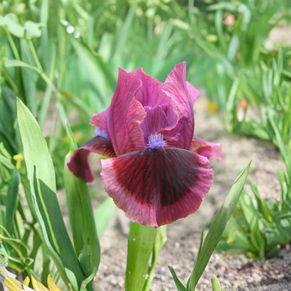 Cat’s Eye Bearded Iris – 3 Live Rhizomes | Rose Red Perennial Garden Plant | Hardy Spring Iris | Grade 1 Quality