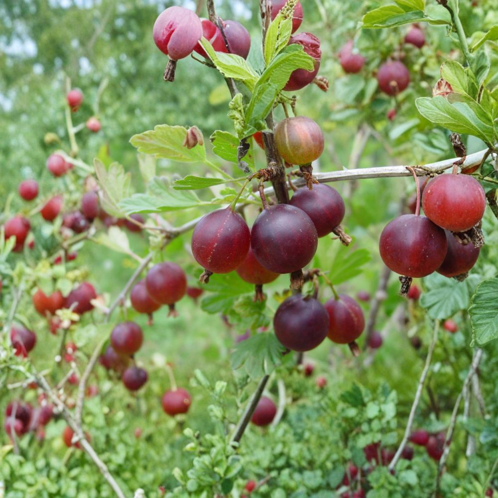 Pixwell Gooseberry Live Rooted Plant – Self-Pollinating Edible Berry Shrub for Zones 3-8