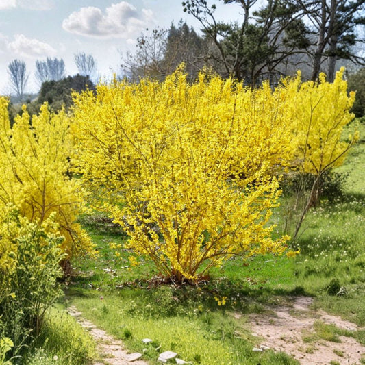 New Hampshire Gold Forsythia Live Flowering Shrub 4-Inch Pot Forsythia x intermedia Early Spring Yellow Blooms