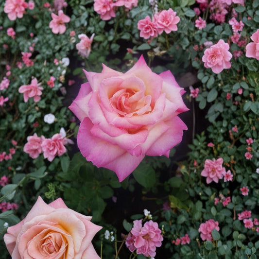 Kordes Perfecta Hybrid Tea Rose Live Plant – 2 Gallon Everblooming Cream & Pink Garden Rose Bush with Fragrant Flowers