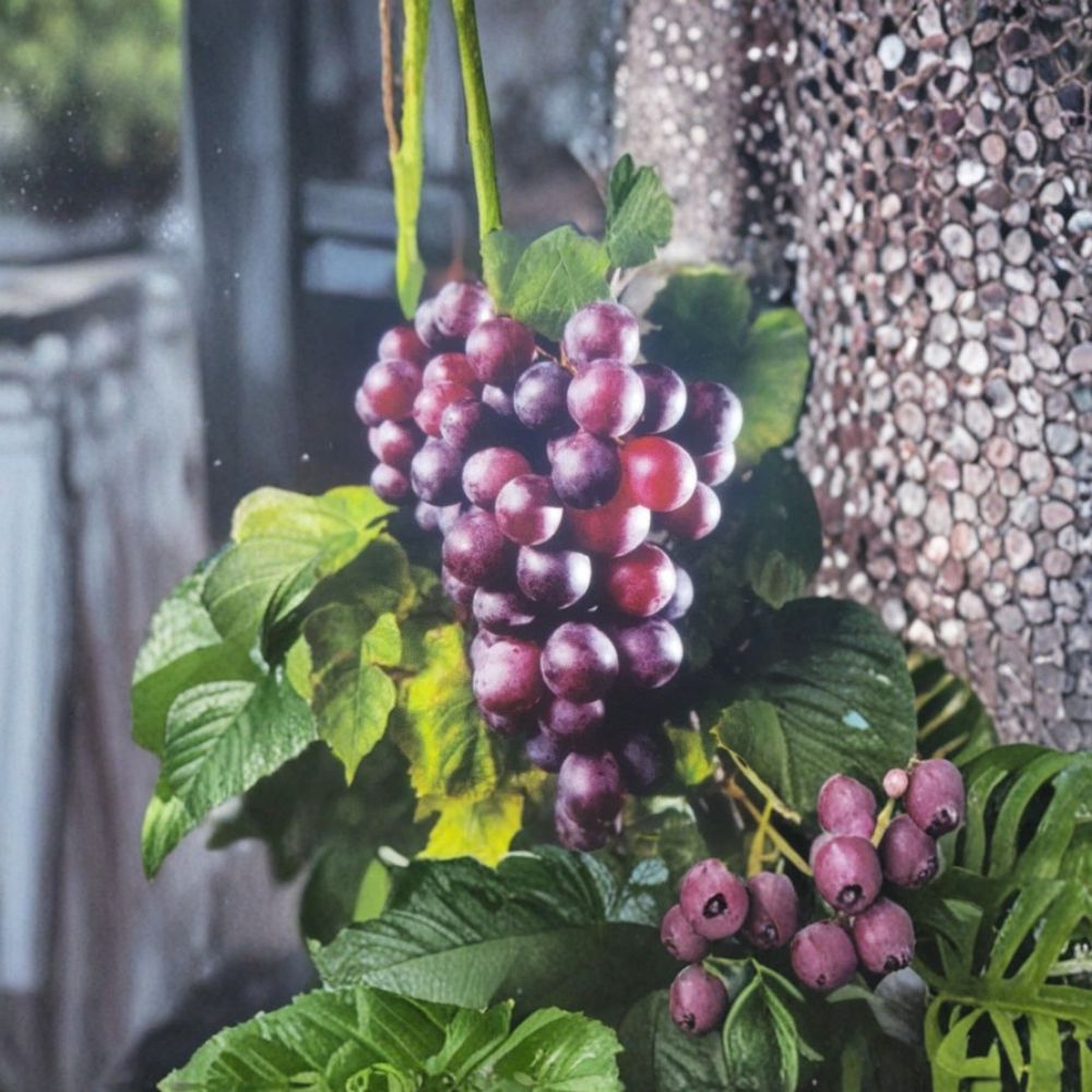 Black Noble Muscadine Grape Vine – 1 Gallon Live Plant, Self-Fertile, Dark Purple Wine Grapes, Vitis rotundifolia, Backyard Garden & Vineyard