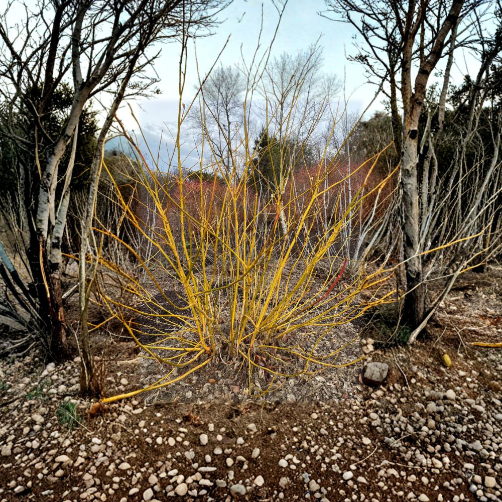 Acer negundo 'Winter Lightning' Live Plant – 4 Inch Pot, Bright Yellow Winter Bark, Fast Growing Maple, Four-Season Landscape Tree