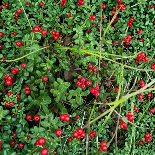 Lingonberry Live Rhizomes Set of 5 – Vaccinium vitis-idaea Cold Hardy Native Edible Berry Plant for Woodland & Acid Soil Gardens