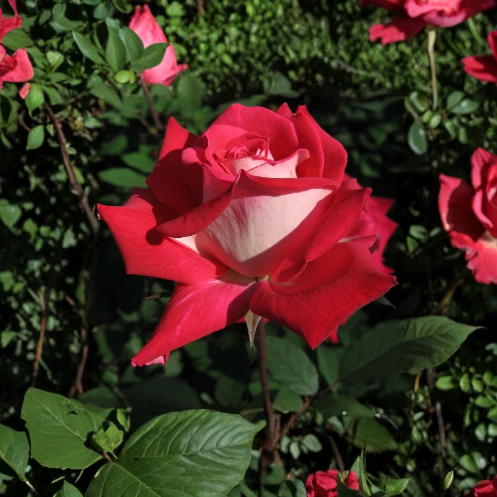 Love Grandiflora Rose Live Plant – 5 Gallon Ruby Red & White Fragrant Rose Bush – Repeat Blooming Garden & Landscape Favorite