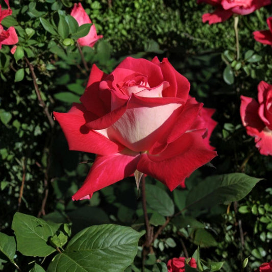 Love Grandiflora Rose Live Plant – 5 Gallon Ruby Red & White Fragrant Rose Bush – Repeat Blooming Garden & Landscape Favorite
