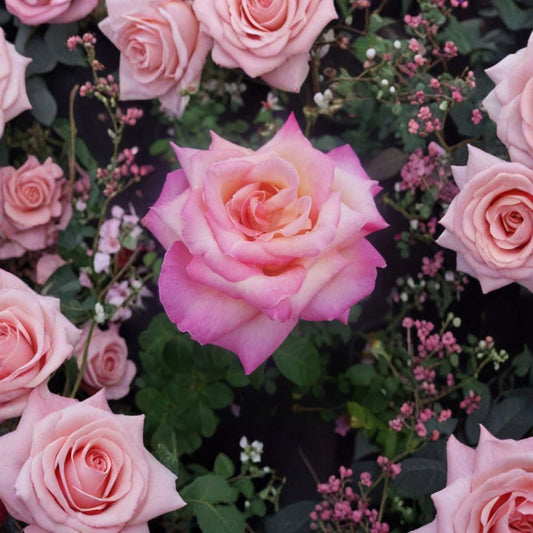 Kordes Perfecta Rose – Everblooming Hybrid Tea Rose 2-Gallon Live Plant Cream Pink Blooms Garden Favorite