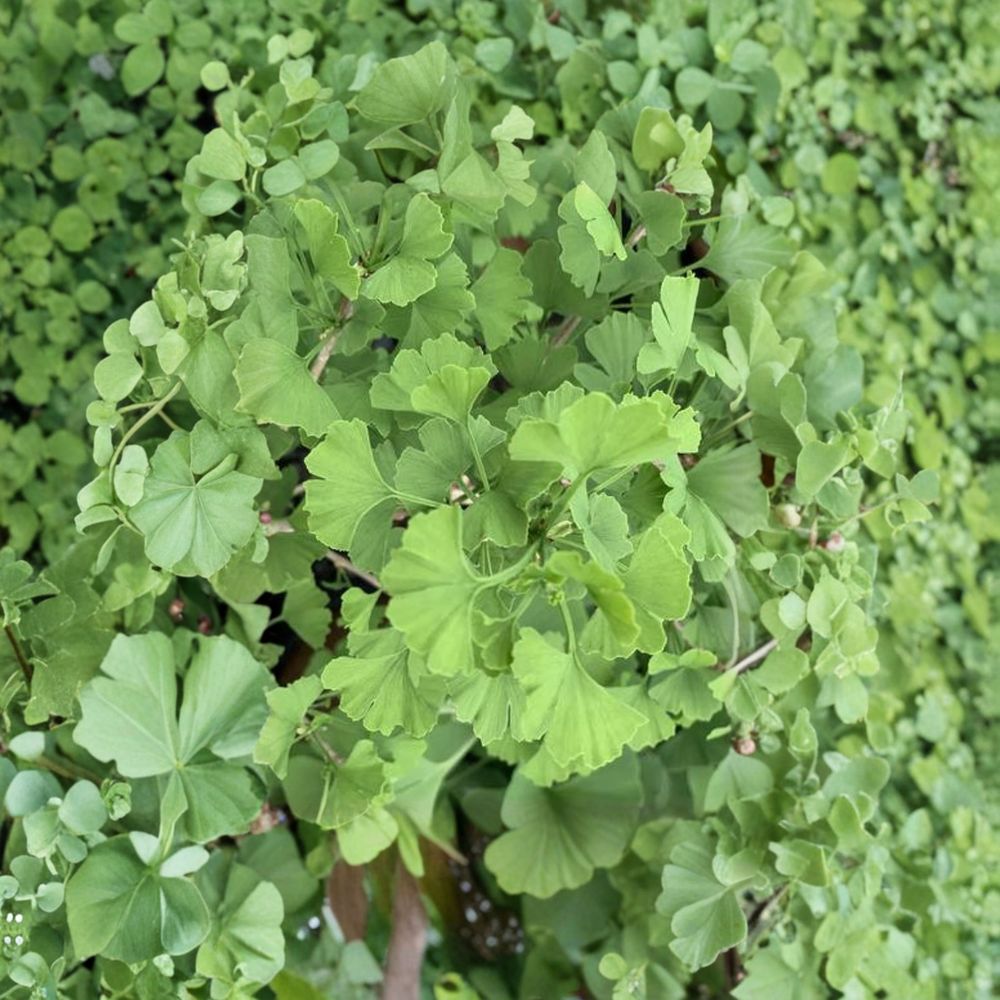 Folkert’s Select Ginkgo Live Tree – 12 Inch Grafted Ginkgo biloba with Fan-Shaped Leaves for Garden or Indoor Use