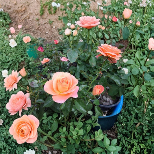 New Year Grandiflora Rose – Live Orange Rose Bush | 1 Gallon Full Sun Garden Shrub | Repeat Blooming Rosa