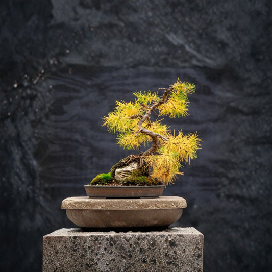 Larch Tree Seeds Mixed Types Larix spp. Deciduous Conifer Wild Harvested Alaska Landscape & Bonsai Friendly 10 Seeds