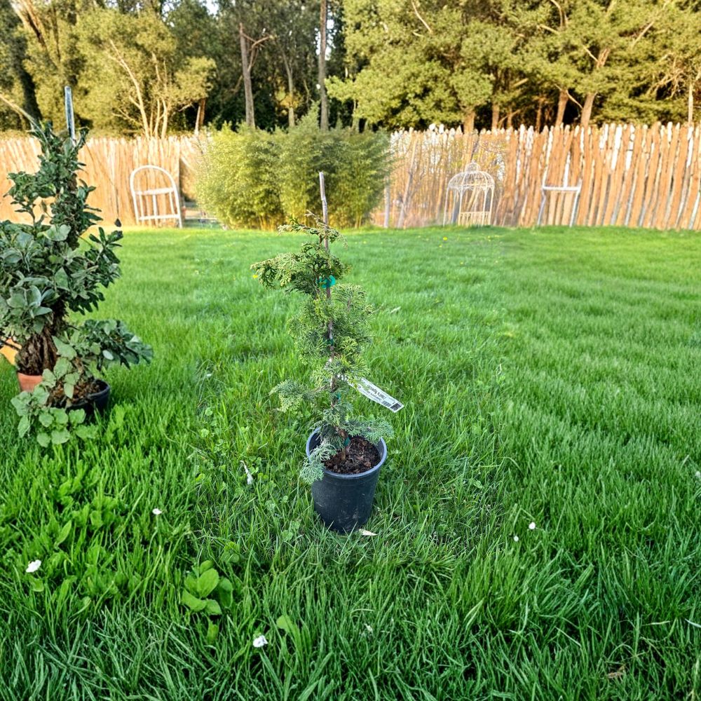 Chamaecyparis obtusa 'Well's Special' Hinoki Cypress Live Plant, Dwarf Evergreen Conifer, 1 Gallon Pot, Compact Landscape Accent