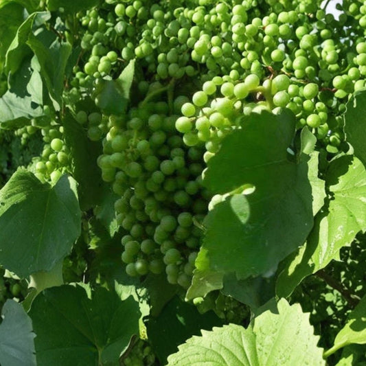 Muscat White Wine Grape Vine – Self-Fertile Live Plant with Golden Grapes for Home Vineyard & Garden
