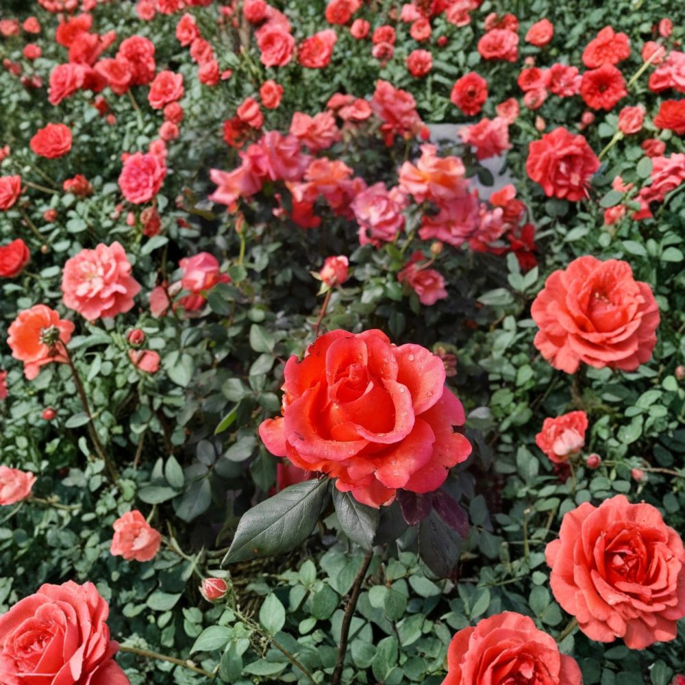 Ring of Fire Hybrid Tea Rose Live Plant – 2 Gallon Multicolor Blooming Garden Rose, Repeat Blooming Landscape & Cut Flower Favorite