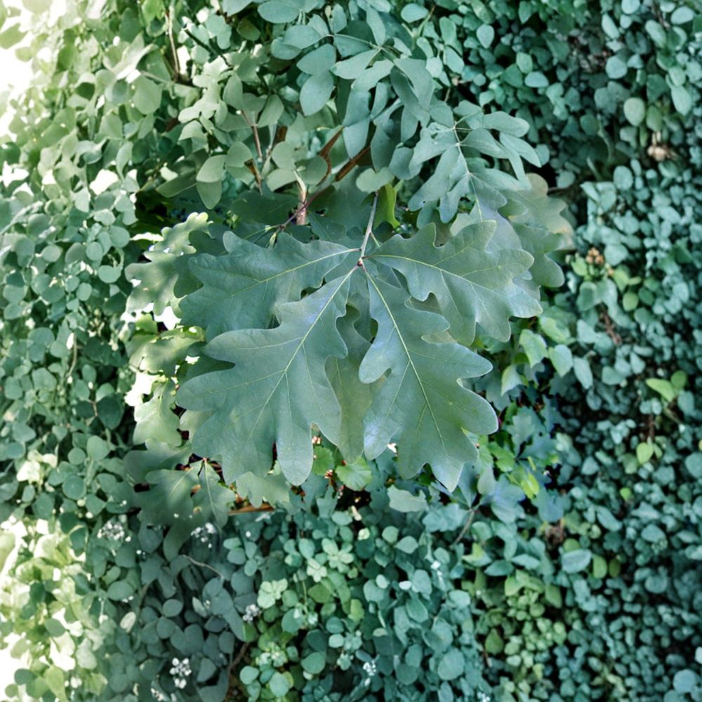 White Oak Tree – Live Native Shade Tree in 2 Gallon Pot | Quercus alba | Long-Lived Wildlife Tree