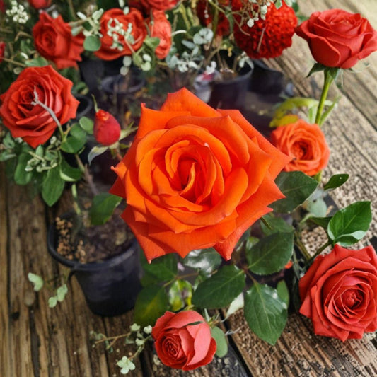 Marina Floribunda Rose Bush – Live Everblooming Salmon Orange Flowers – 5 Gallon Garden Rose Shrub | Rosa floribunda